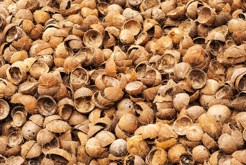 Matured Coconut Exporter New Era Trading